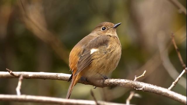 Birds Sound _ Wonderful Collection of Birds _ Stunning Nature _ Stress Relief _