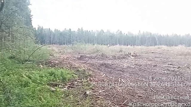 Уничтожение Опалиховского лесопарка  в период гнездования птиц и выведения потомства животными