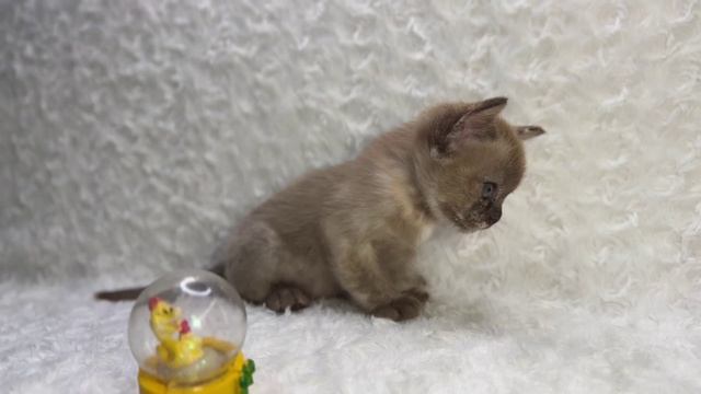 Бурманские котятки