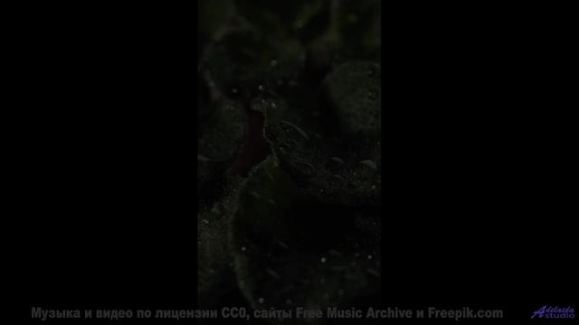 Слушайте её вместе - и почувствуйте, как сердца синхронизируются! - Damnatio Memoriae -- AKMV-18 --