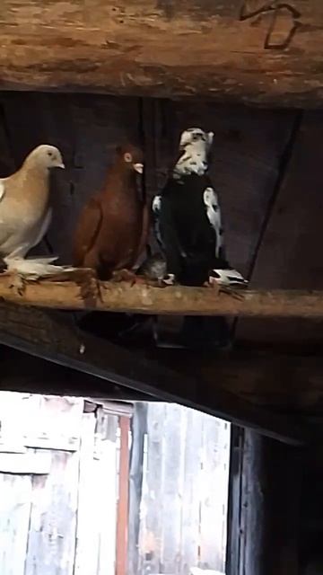Вечерний обход / Утята / Голуби