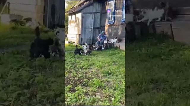 коты бабы Нины.mp4