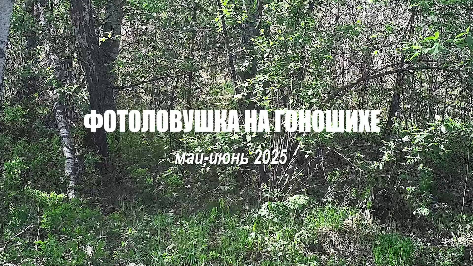 Фотоловушка на Гоношихе