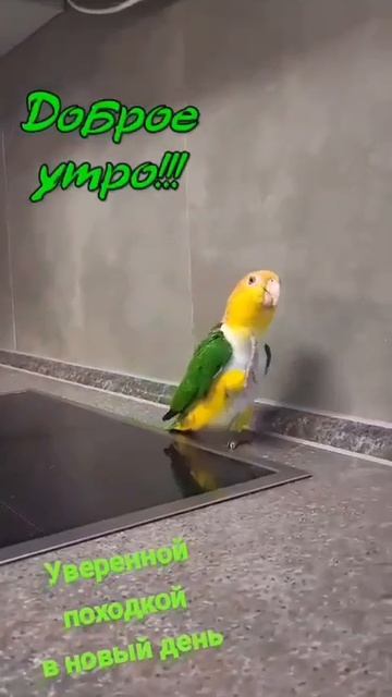 Попугайчик