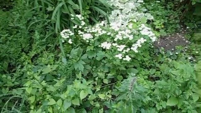 1000008525.mp4