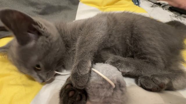 Всё покушали пообедали получается снова можно играть с моим шариком