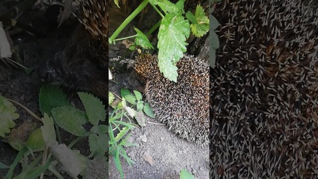 Еж пришёл покушать