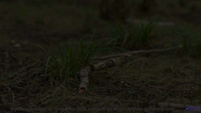Кадры природы, которые смешнее любого стендапа! - A Fleeting Thought -- Kirk Osamayo -- Season One