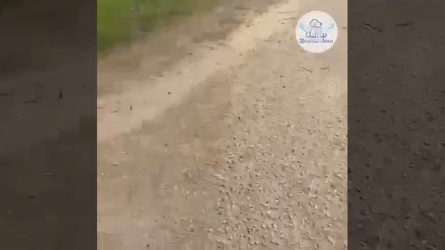 Капитан Борода ищет дом!