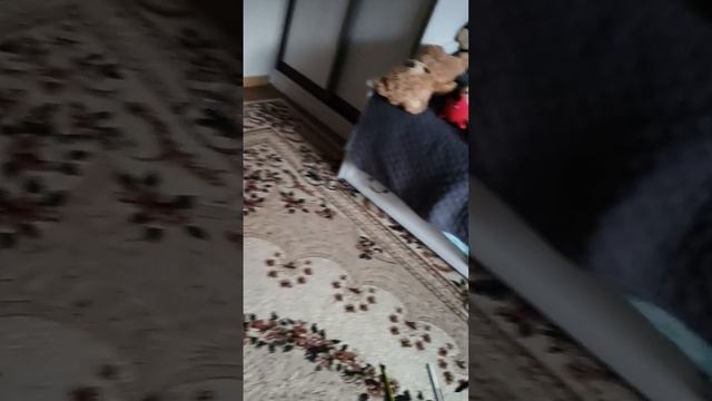 Боря и Фёдор играют в битву