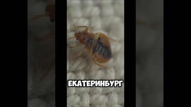 Закажите обработку от клопов и защитите свой дом от этих опасных паразитов!
