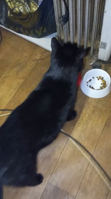 15-06-2025😺😺😺