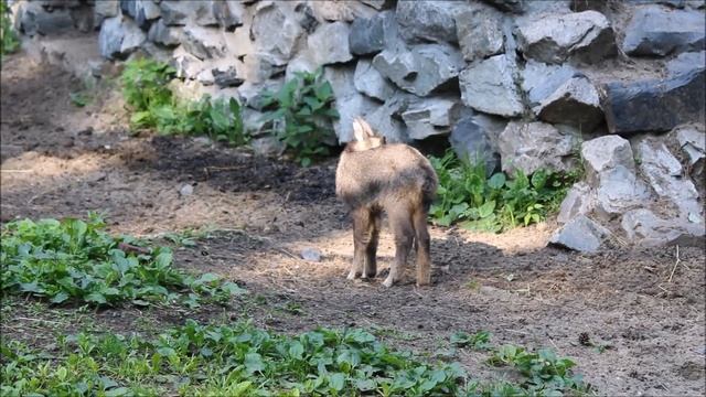 Семейство китайских горалов с малышом 11.06.2025