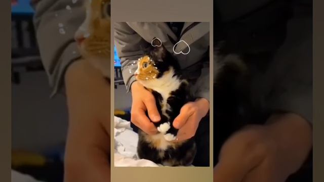НАШИ ЖИВОТНЫЕ. 16.06.2025г. 🥰🥰🥰 Они для нас СТРАНИЦА В ЖИЗНИ, а мы для них И ЕСТЬ ВСЯ ЖИЗНЬ!