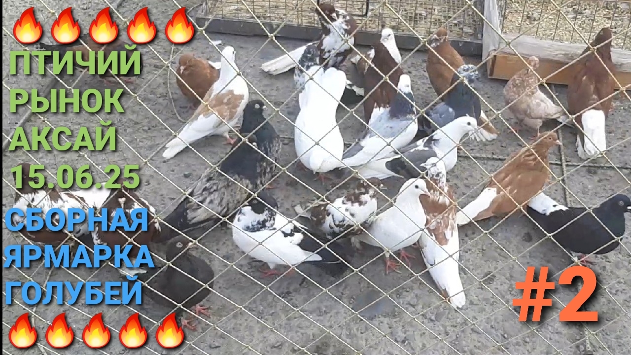 🔥🕊🔥 Сборная ярмарка голубей в Ростове на Дону. Птичий  рынок 15.06.25. Часть 2. Bird Market.