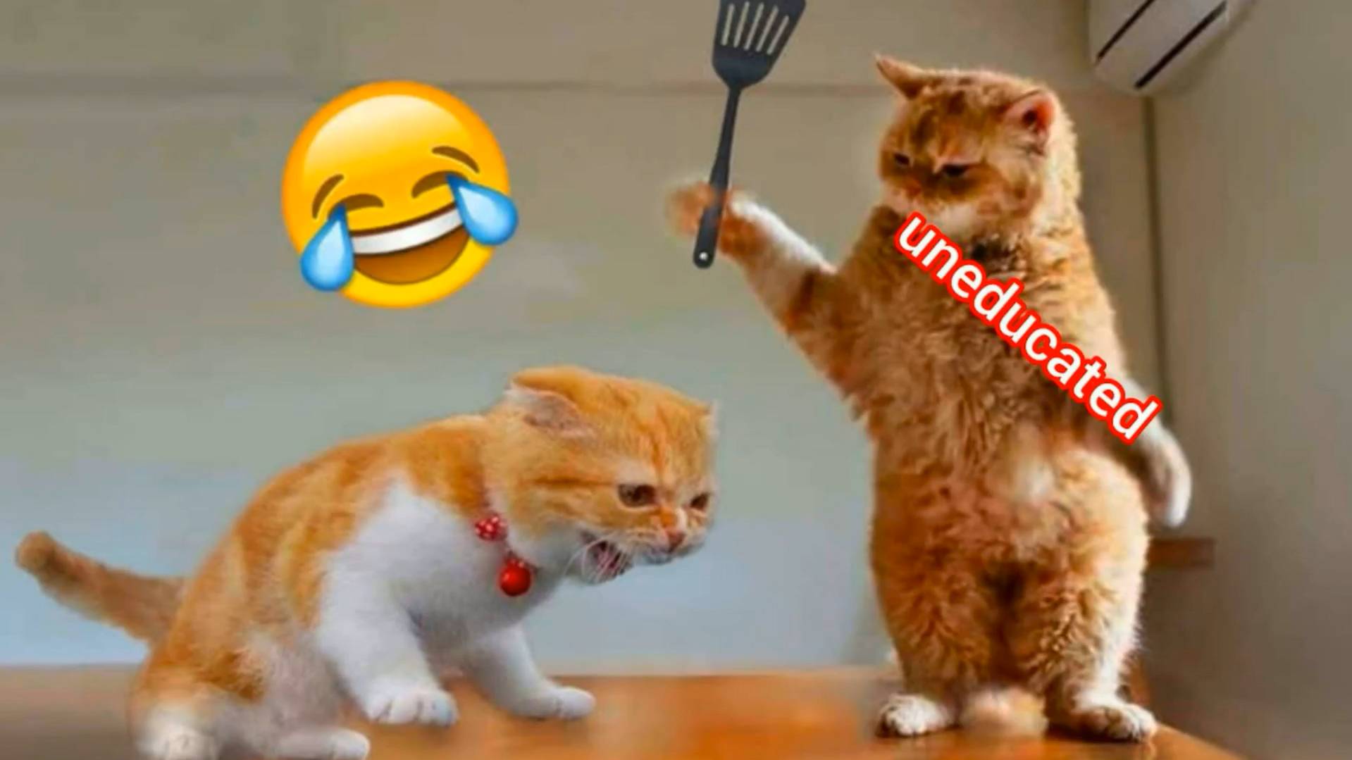 ✅Смешные видео с котами и кошками 2025🔥