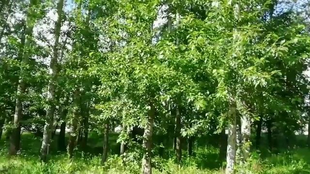Если вдруг подует ветер
