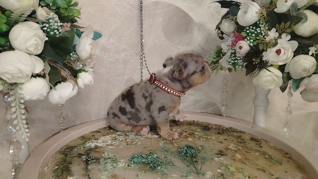 Девочка булли голубой триколор мерль