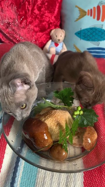 Котята