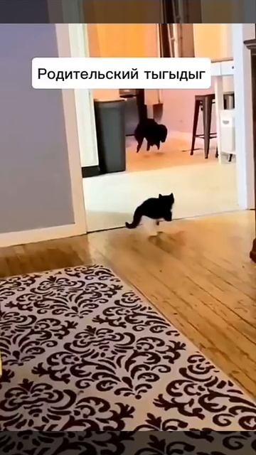 Кошачий тыгыдыг разных видов 🥰😻🤩😉