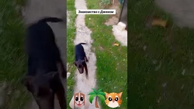 Знакомство с Джеком
