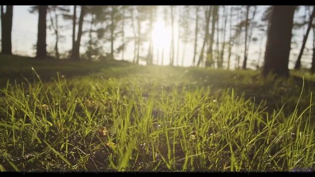 Эта музыка сливается с природой! - Springtime -- Holle Mangler -- Escape Over Needles
