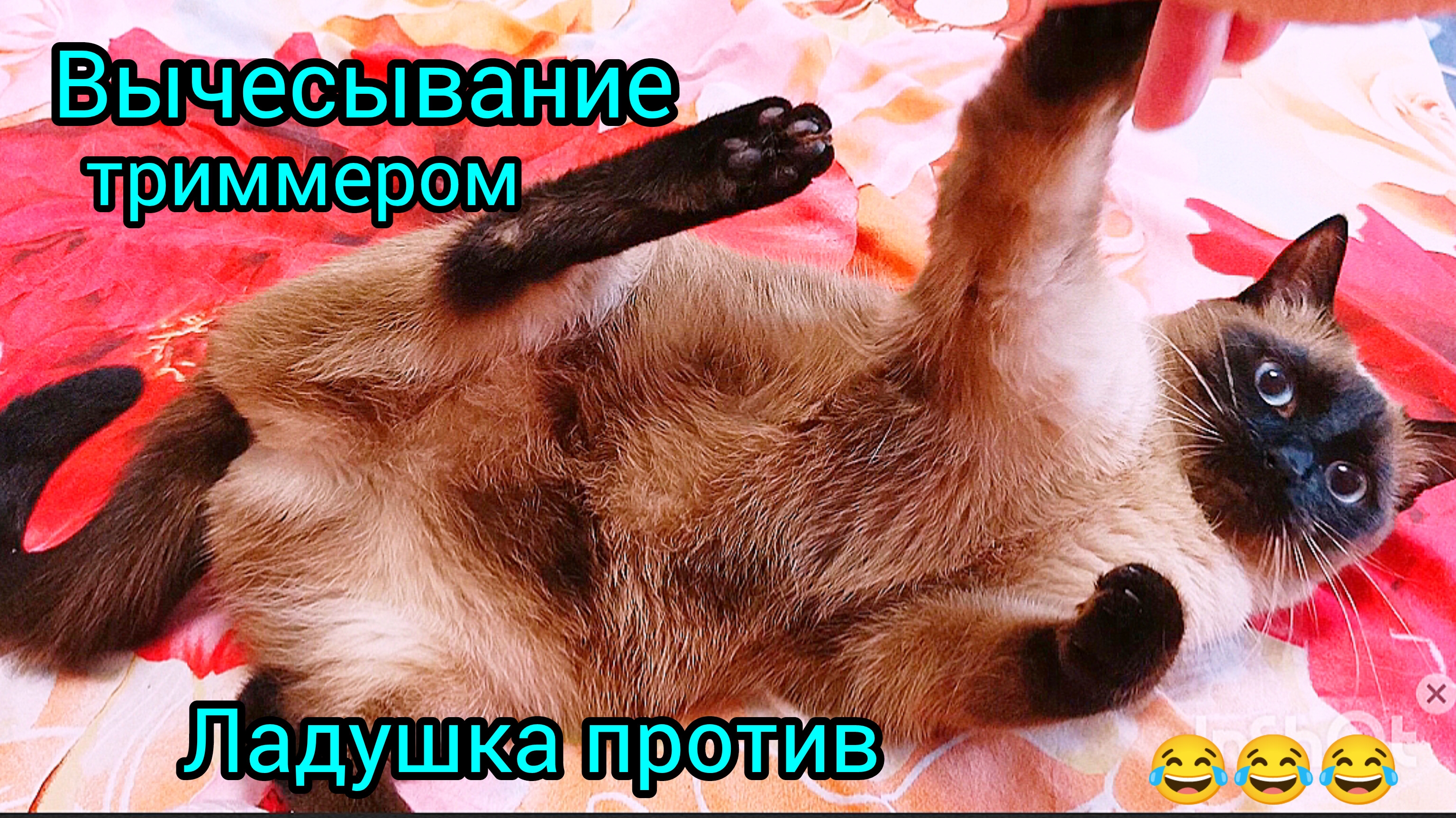 Кошка🐱Ладушка😂против тримера #смешныекоты #котики #прикольные животные #кошка Ладушка