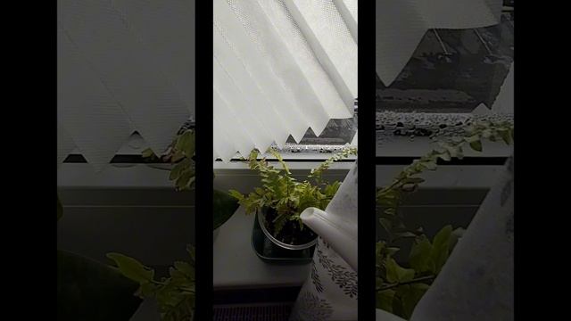 Полив красивых цветочков для настроения!