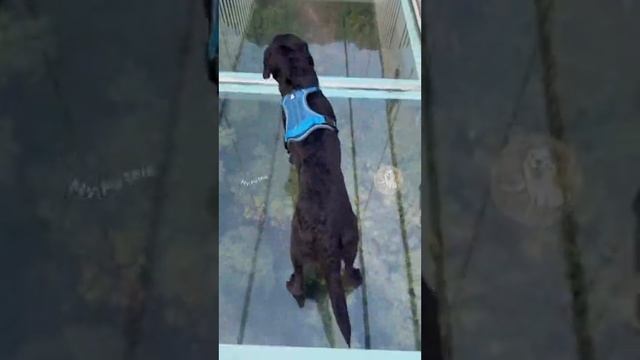 VID-20250613-WA0554