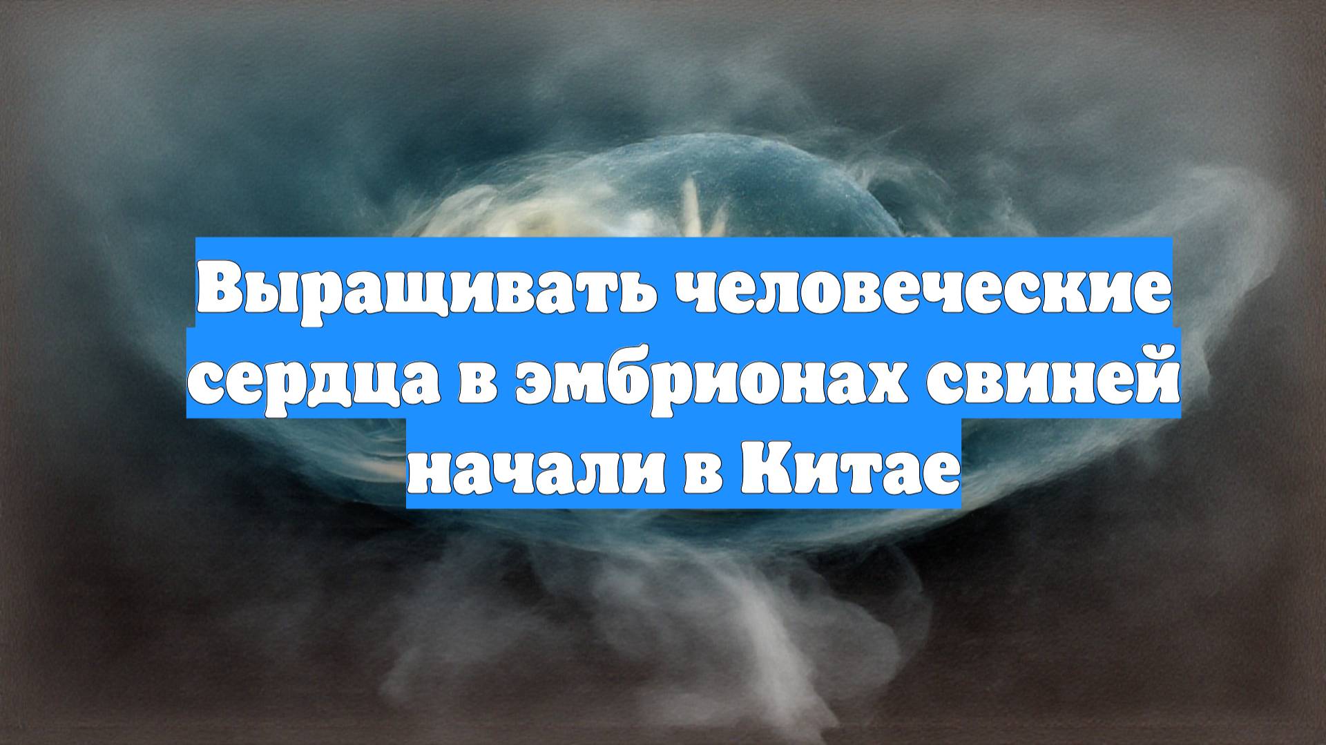 Выращивать человеческие сердца в эмбрионах свиней начали в Китае