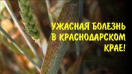Фитоспорин-АС остановил бурую ржавчину на озимой пшенице. Отзыв краснодарского фермера.