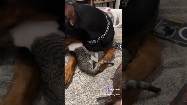 Нара и коти