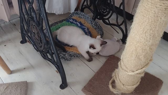 Котенок играет с игрушкой, которая больше его