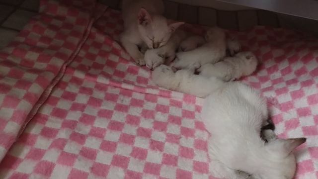Котятам уже шесть дней