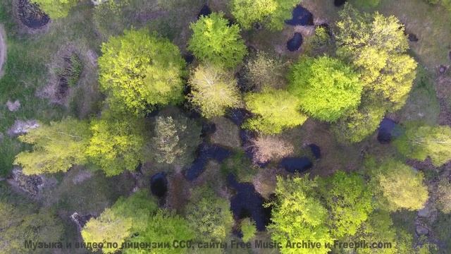 Этот трек заставит вас влюбиться в мир снова! - My-Freedoms -- Shaolin Dub -- Macro Micro