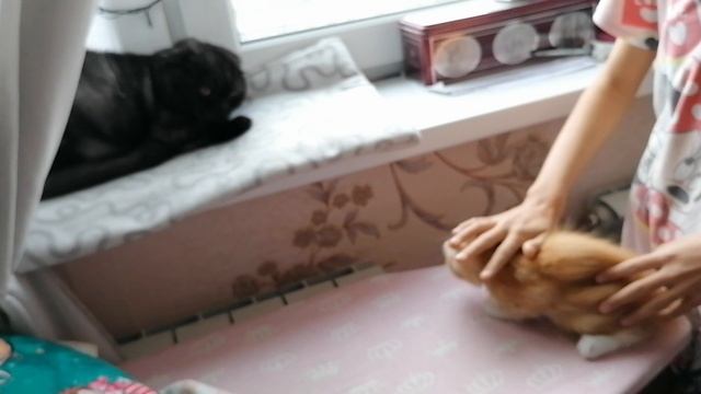 Знакомство с Бусенкой хозяйкой