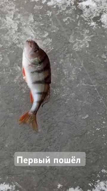 Февраль. На озере #рыбалка #зима #fishing #зимняярыбалка #окунь
