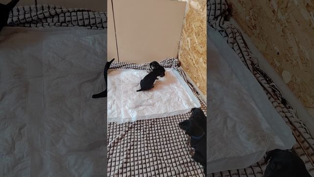 1000015523.mp4