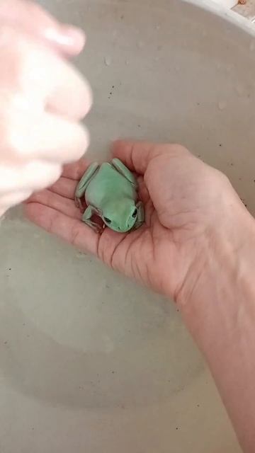 Купание лягушонка #frog #animals  #лягушонок