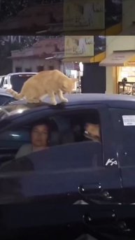 И не высовывайся!😜