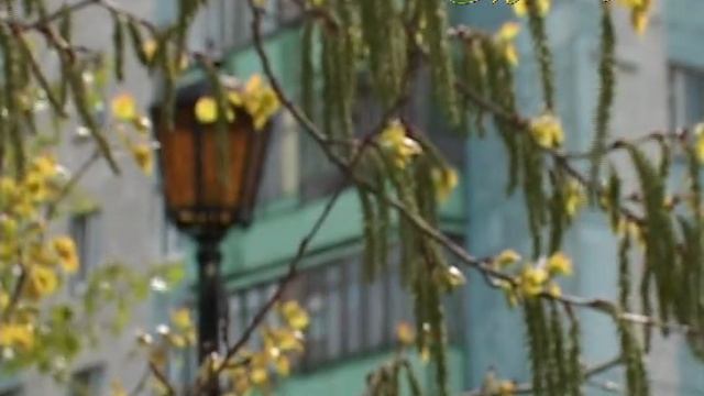 "МИМОХОДОМ", 15 июня 2010 год. Автор проекта О. Дзиов