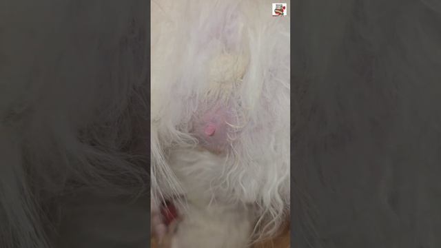 Долгий поиск маминой титюшеньки 😽❤️🍼❤️🐈