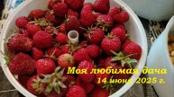 14.06.2025 _ Моя любимая дача