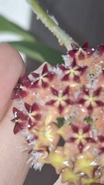 Hoya mindorensis Pink