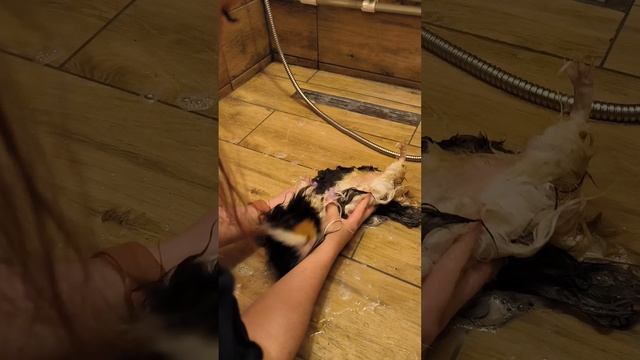 Поросиный клининг