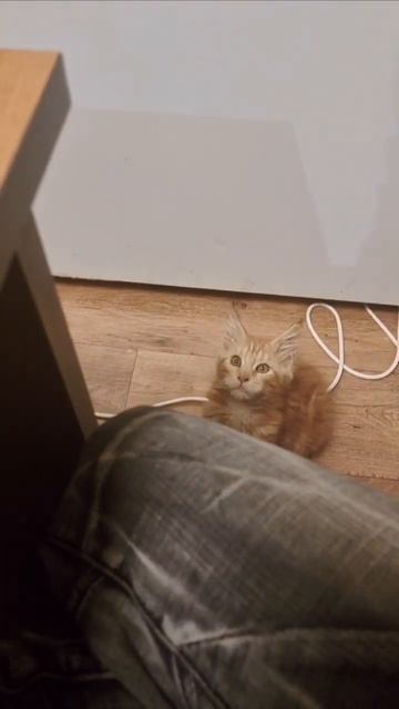 This kitty never give up#cat #cats #memes #funny