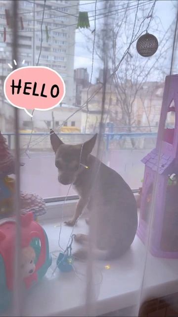 Огромный таба хомяк 🐹 за задания 🎁 #таба #сквиши #задания