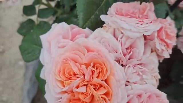 сад🌹🌹🌹🌿