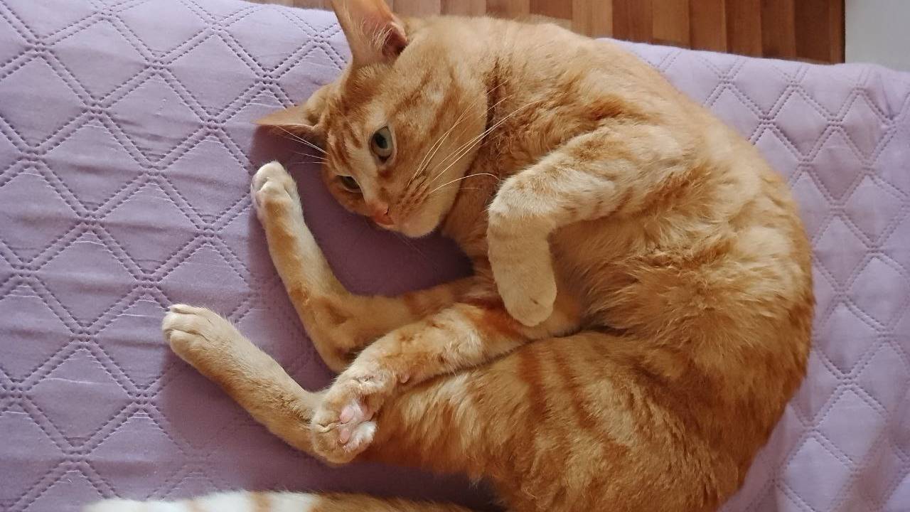 ❤️котик Саймон❤️