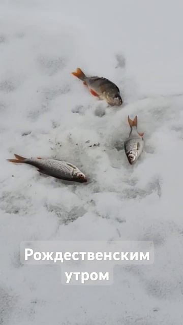 #рыбалка #fishing #зима #зимняярыбалка